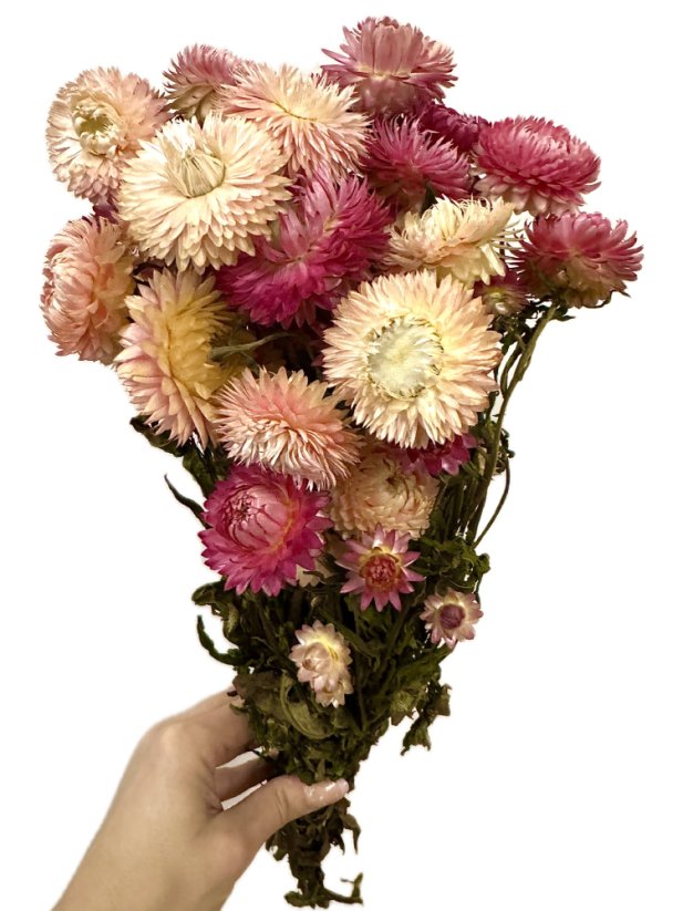 Helichrysum, slamienka ružová/kremová mix - Balenie: 90g-95g
