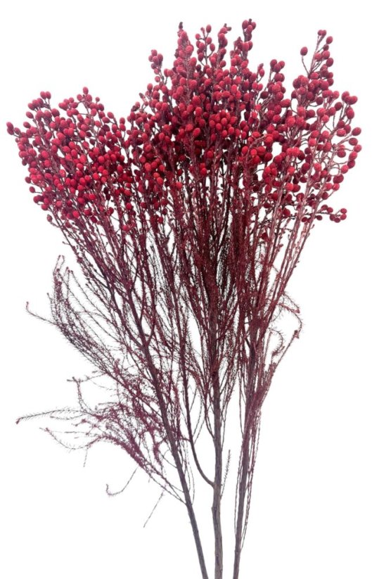 Stabilizovaná BRUNIA vínová svazek - Balení: 120g