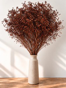 Sušený Broom Bloom tmavě hnědý, kytice/svazek