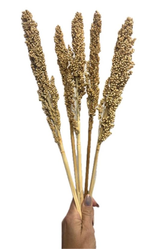 Čirok (Sorghum) přírodní svazek 5ks