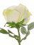 Ruža bielozelená 'premium' s listami, kvet Ø 10 cm, 75cm