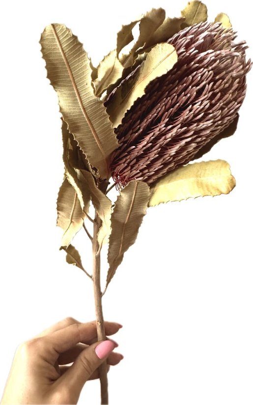 Sušená BANKSIA natural 1ks