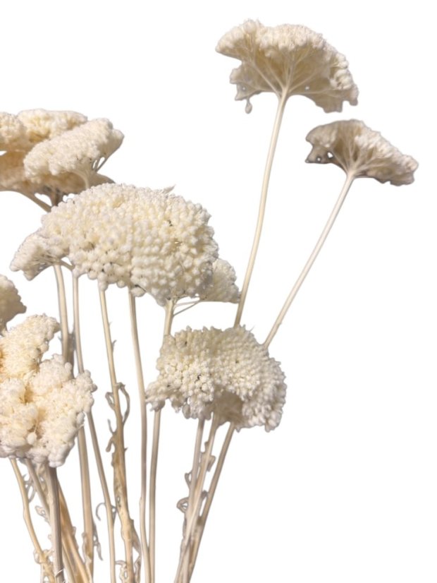 Stabilizovaný řebříček (Achillea) bělený svazek/kytice 5ks