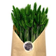 Sušený lagurus (králičí chvostík) zelený