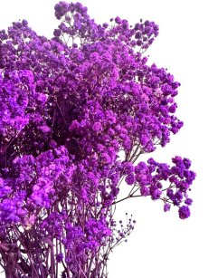 Nevěstin závoj/stabilizovaná Gypsophila zväzok/kytica FIALOVÁ