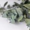 Stabilizovaný eukalyptus ESPIRAL, kytica/zväzok šedozelených vetvičiek