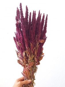 Sušený amarant (Amaranthus) kytice/zväzok bordó