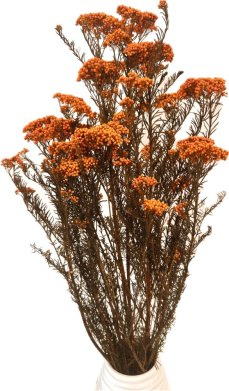 Stabilizovaný ozothamnus diosmi oranžový svazek