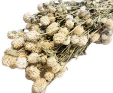 Gomphrena/Pestrovka sušená bělená, svazek