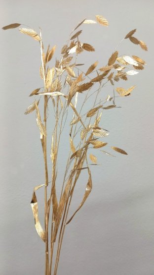Sušený plochoklások (Chasmanthium) zväzok zlatý