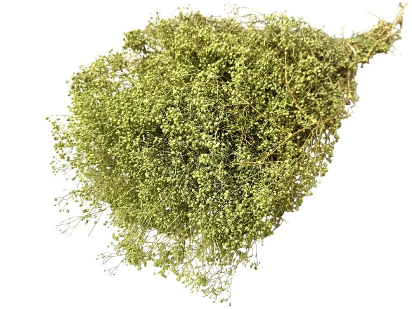 Stabilizovaná mini Gypsophila svazek/kytice zelená limetková