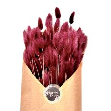 Sušený lagurus (králičí chvostík) vinový