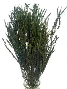 Stabilizovaná kapradina zelená svazek 60-80cm