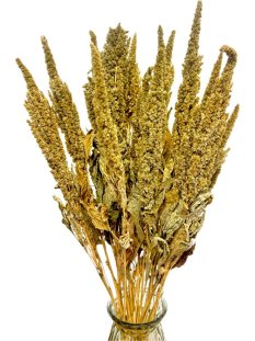 Sušený amarant (Amaranthus) kytice/zväzok zelený