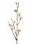 Krásnoplodka (Callicarpa), biele bobule, umelá vetvička, 53cm