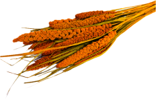 Setárie sušená oranžová (Setaria Italica), svazek