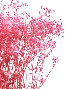 Nevěstin závoj/stabilizovaná Gypsophila svazek/kytice PINK