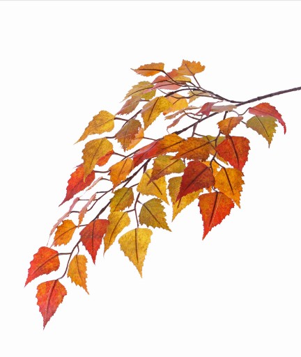 Březové listí větev umělá, žlutooranžová 50 listů, 65cm