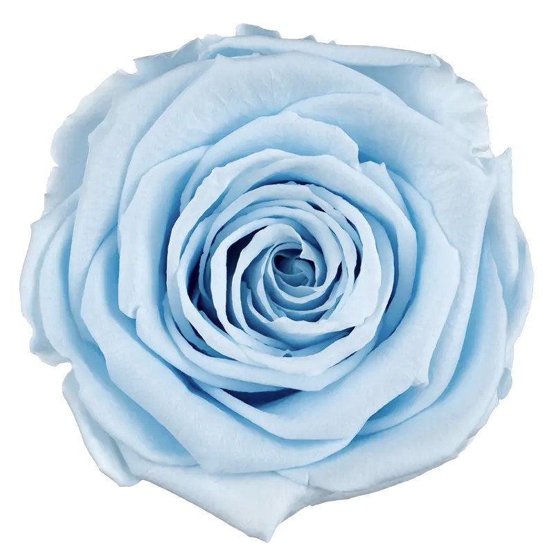 Stabilizovaná růže Rose Amor XL baby blue/světle modrá (hlava)