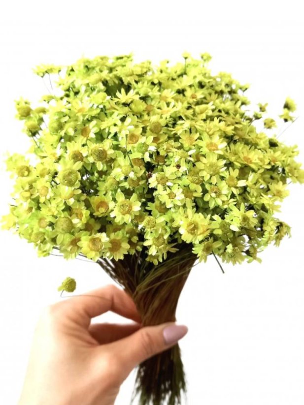 Sušená glixia pistáciová, kytice/svazek 50g