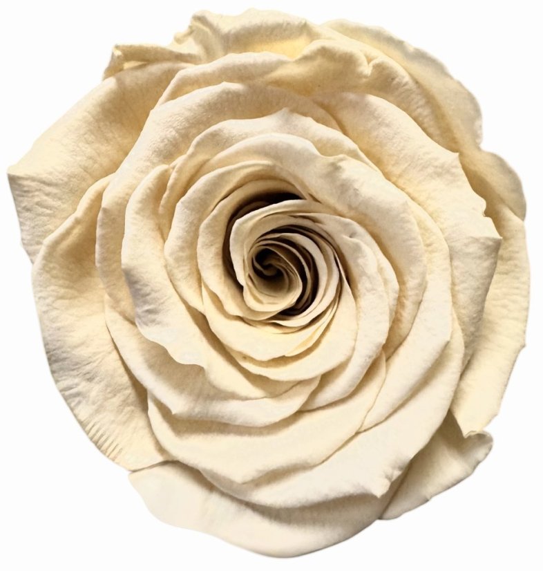 Stabilizovaná růže Rose Amor XL smetanová (hlava)