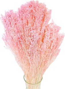 Stabilizovný Broom Bloom světle růžový, kytice/svazek