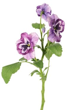 Sirôtka / violka fialová žihaná 3 kvety, ako naozajstná, 35cm