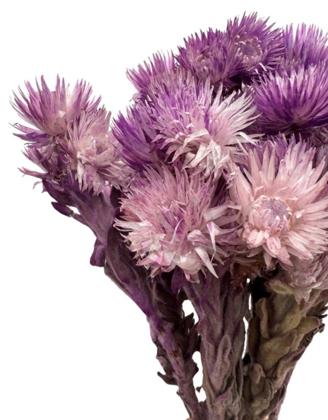 Helichrysum vestitum, slaměnka fialová, svazek