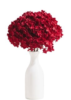 Stabilizovaná hortenzia CABEZA červená XL