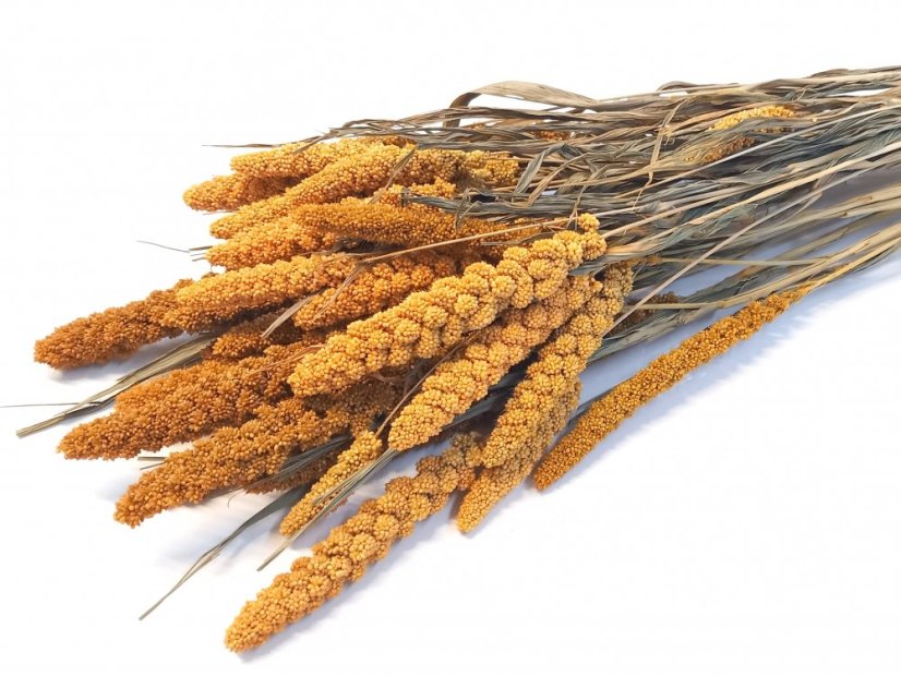 Setárie sušená hořčicová (Setaria Italica), svazek - Balení: 50g