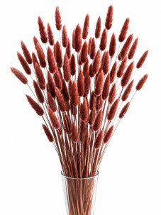 Sušený lagurus (králičí chvostík) mahagonový/hnedý