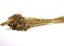 Sušený phalaris kytice/svazek zlatý od 50g