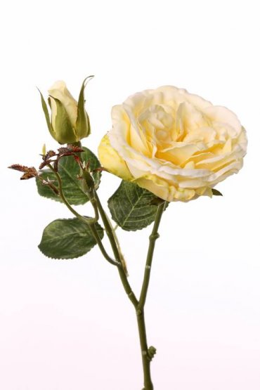 Ruža plnokvetá s listami a púčik vanilka, 39cm