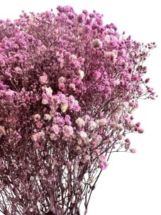 Nevěstin závoj/stabilizovaná Gypsophila svazek/kytice RŮŽOVOFIALOVÁ ŽÍHANÁ
