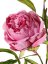 Pivonka syto ružová 'real touch' umelá 2 kvety (Ø 10 a Ø 8cm) , 1 púčik, 73cm