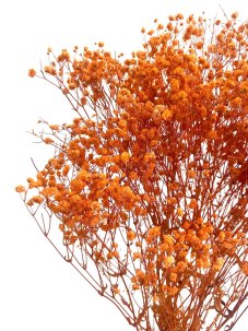Nevěstin závoj/stabilizovaná Gypsophila svazek/kytice oranžová