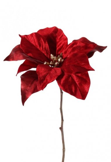 Vánoční hvězda z kolekce 'Glamour' vínová, 1 květ (Ø 23 cm), 55 cm