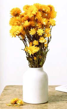 Helichrysum, slaměnka žlutá, svazek