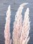 Sušená tráva Eryanthus prírodne ružovkastá 110cm-120cm, zväzok 3ks