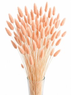 Sušený lagurus (králičí ocásek) peach fuzz (nádech do broskvové)