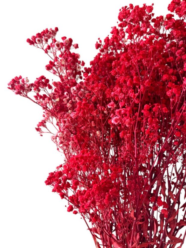 Nevěstin závoj/stabilizovaná Gypsophila svazek/kytice SYTĚ ČERVENÁ