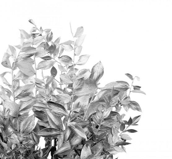 Stabilizovaný ruskus (ruscus) kytice/svazek stříbrný