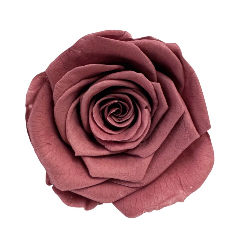 Stabilizovaná ruža L/XL mauve