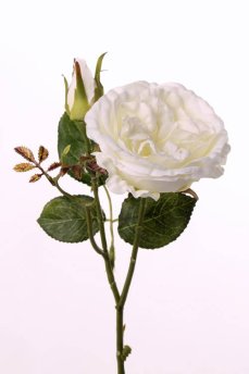 Růže plnokvětá s listy a poupě bílá, 39cm