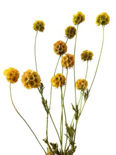 Stabilizovaná Scabiosa žltá zväzok 10 kvetov