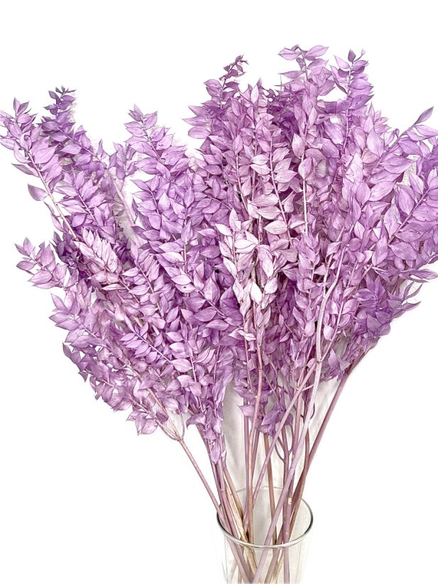 Stabilizovaný ruskus (ruscus) kytice/svazek lila - Balení: 60g