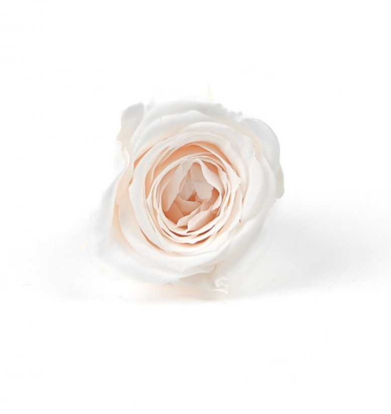 Stabilizovaná růže S IVORY (hlava)