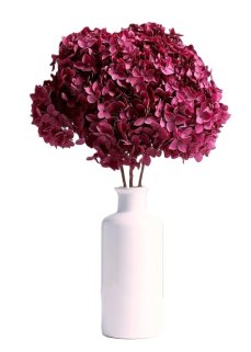 Stabilizovaná hortenzia CABEZA bordová XL