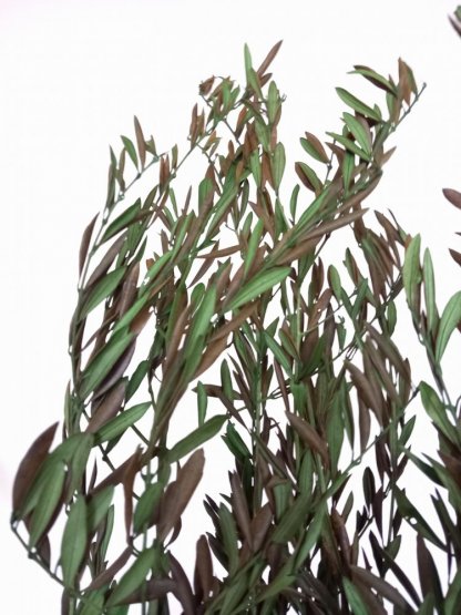 Stabilizovaný olivovník/zväzok zelený vetvičiek