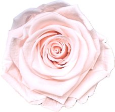Stabilizovaná ruža Rose Amor XL svetlo ružová/pale pink (hlava)